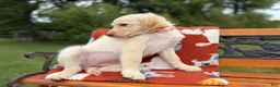 Mixed Breed dogs for sale: Butterscotch (Girl) - Ad 6