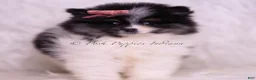 Pomeranian dogs for sale: Kisses - Ad 3