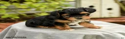 Yorkiepoo dogs for sale: Porter - Ad 3