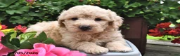 Miniature Poodle dogs for sale: Chewy  - Ad 9