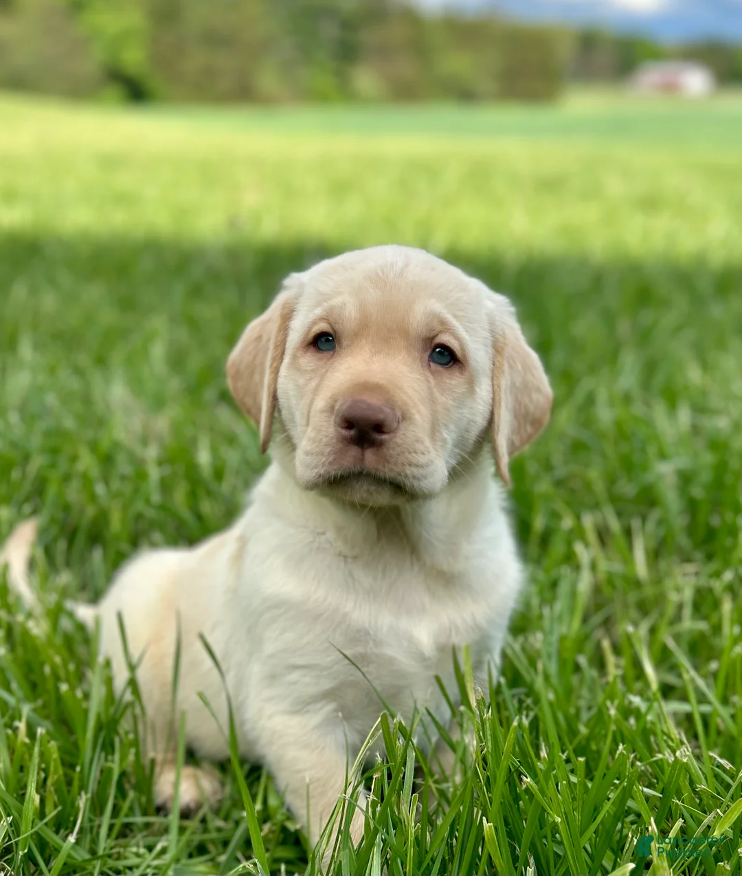 Labrador Retriever dogs for sale: Buster - Ad 1