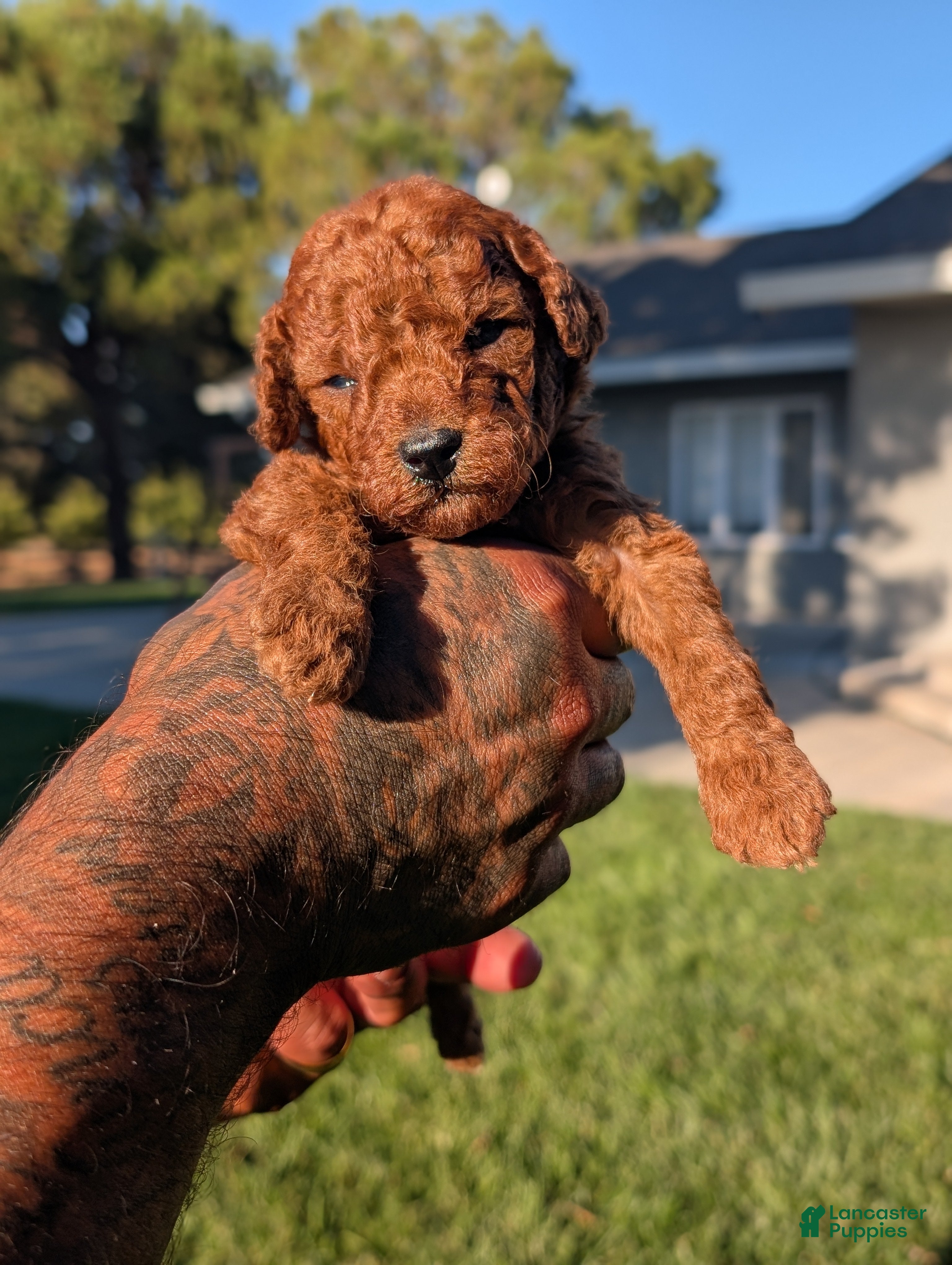 Mini Goldendoodle dogs CIDER - Ad 2