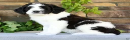 Saint Berdoodles dogs for sale: Jake - Ad 2