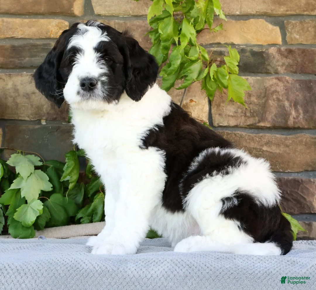 Saint Berdoodles dogs for sale: Jake - Ad 2