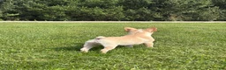 French Bulldog dogs for sale: Evan  - Ad 3