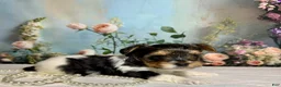 Biewer Terrier dogs for sale: Biewer Terrier Puppy 1 - Ad 7