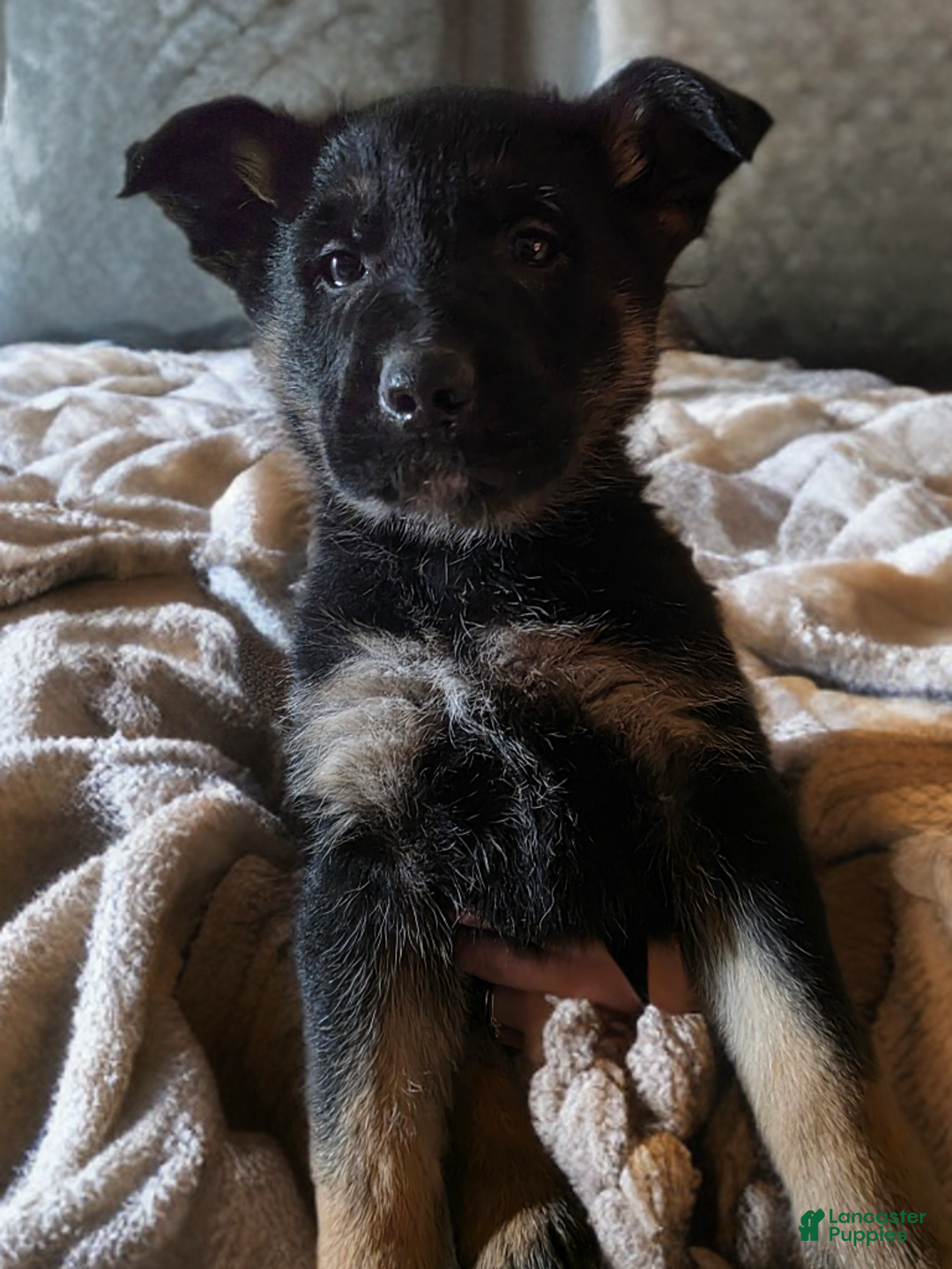 German Shepherd dogs for sale: German Shepherd Puppy 1 - Ad 2