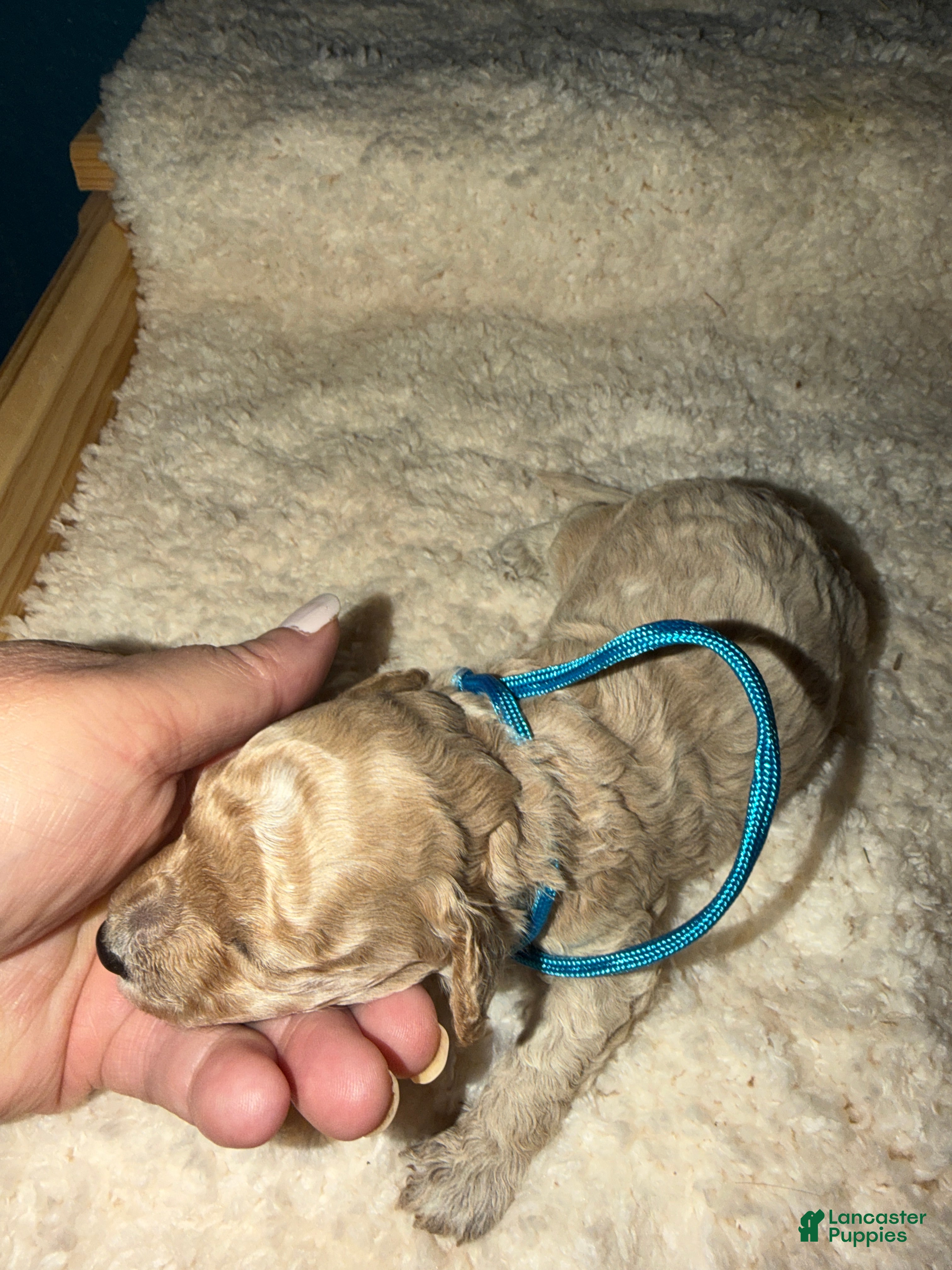 Miniature Poodle dogs AKC Miniature Poodle Male Bamboo - Ad 18