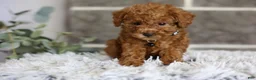 Toy Poodle dogs for sale: Quince - Ad 8