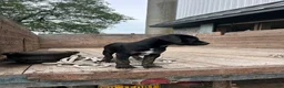 Mixed Breed dogs for sale: Greta - Ad 4