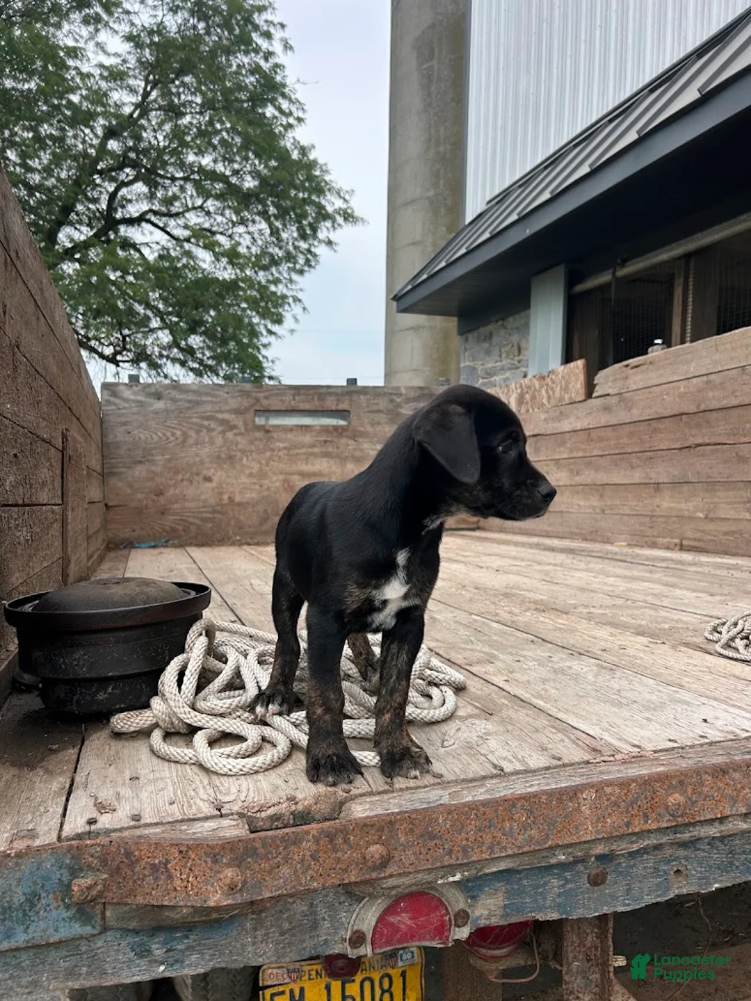 Mixed Breed dogs for sale: Greta - Ad 4