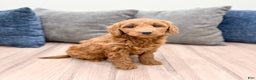 Goldendoodle dogs for sale: Kenzi - Ad 2