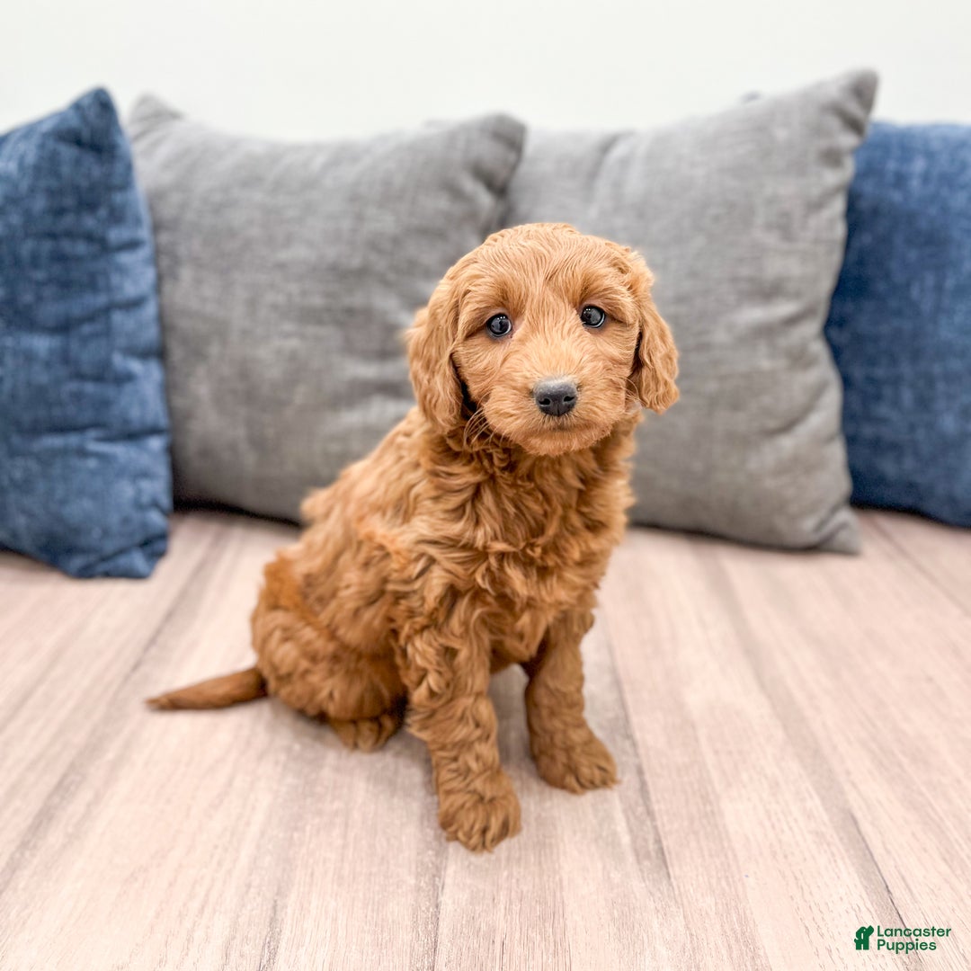 Goldendoodle dogs for sale: Kenzi - Ad 2