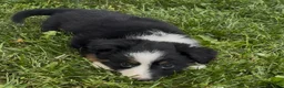 Australian Shepherd dogs for sale: Lola - Ad 6
