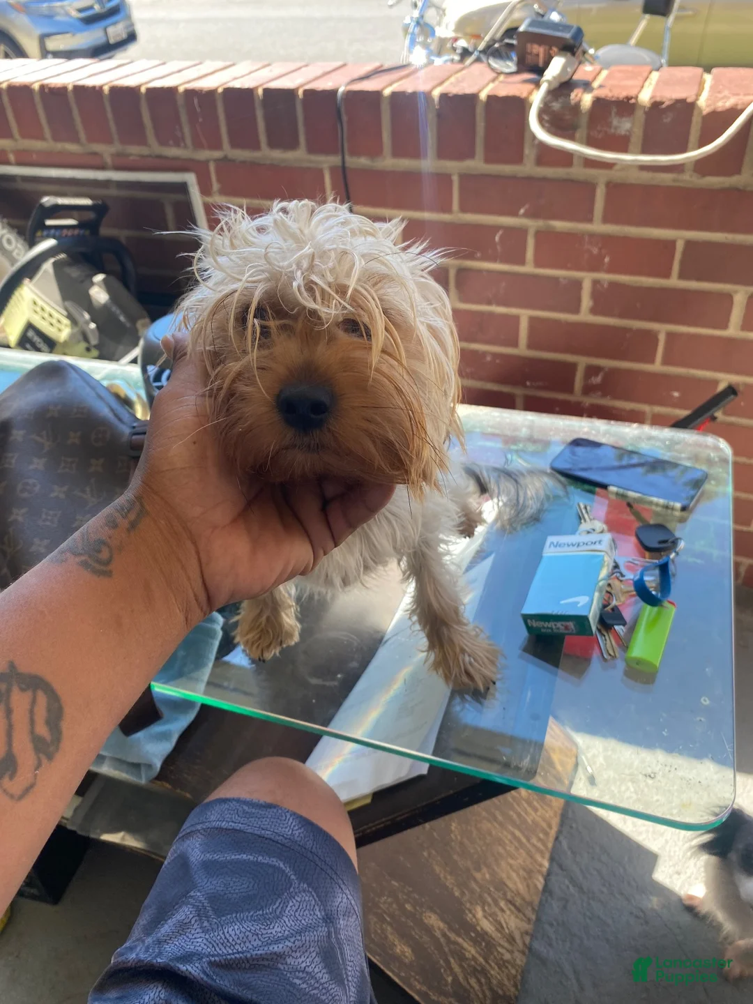 Yorkshire Terrier dogs for sale: Yorkshire Terrier 4 - Ad 4