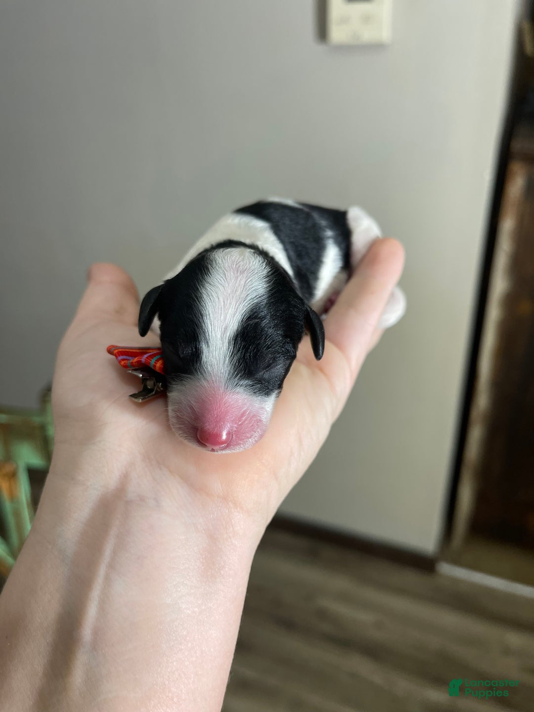 Miniature Poodle dogs for sale: Akc Clear Tri Red Bow - Ad 12