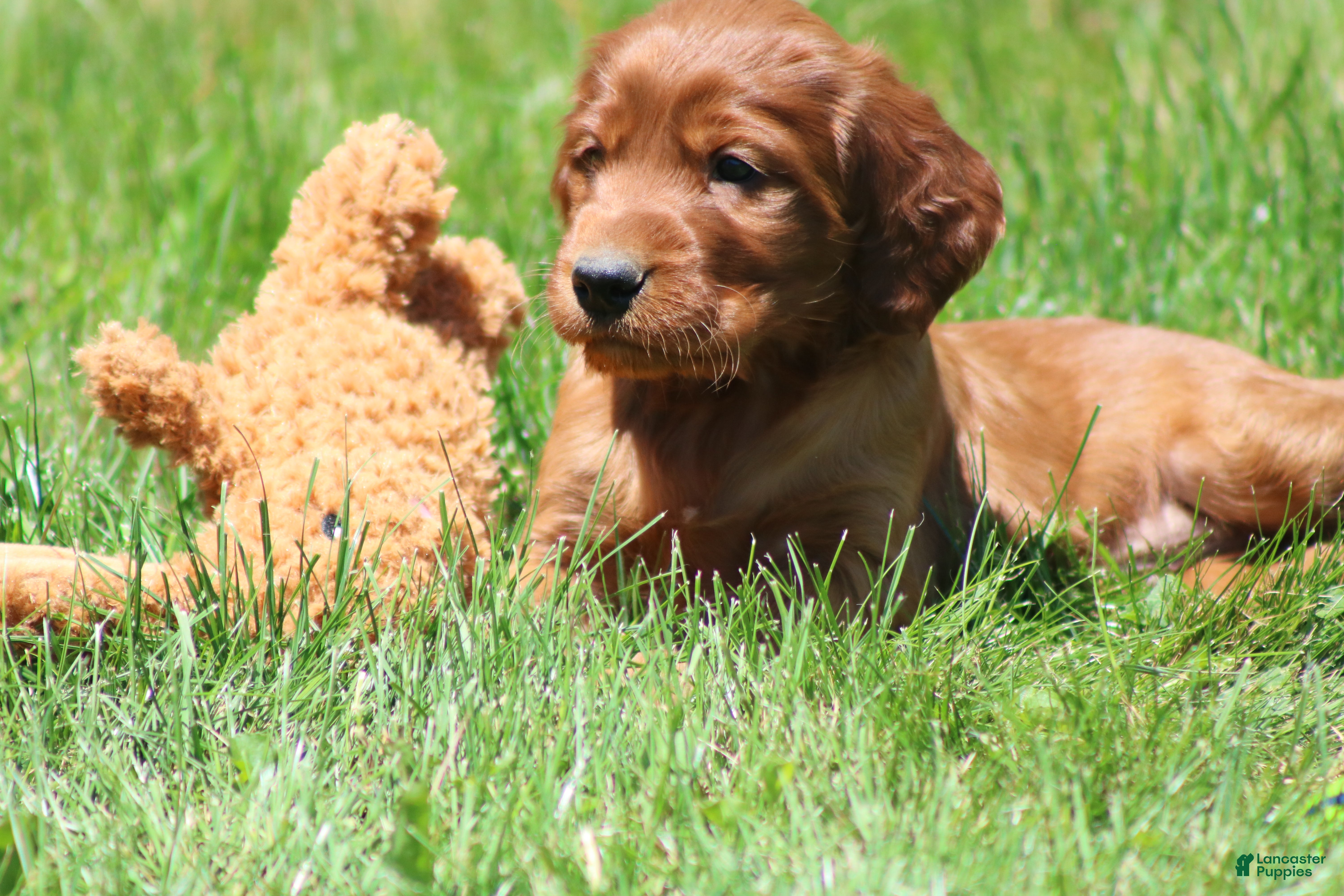 Irish Setter dogs for sale: Ricky - Ad 6