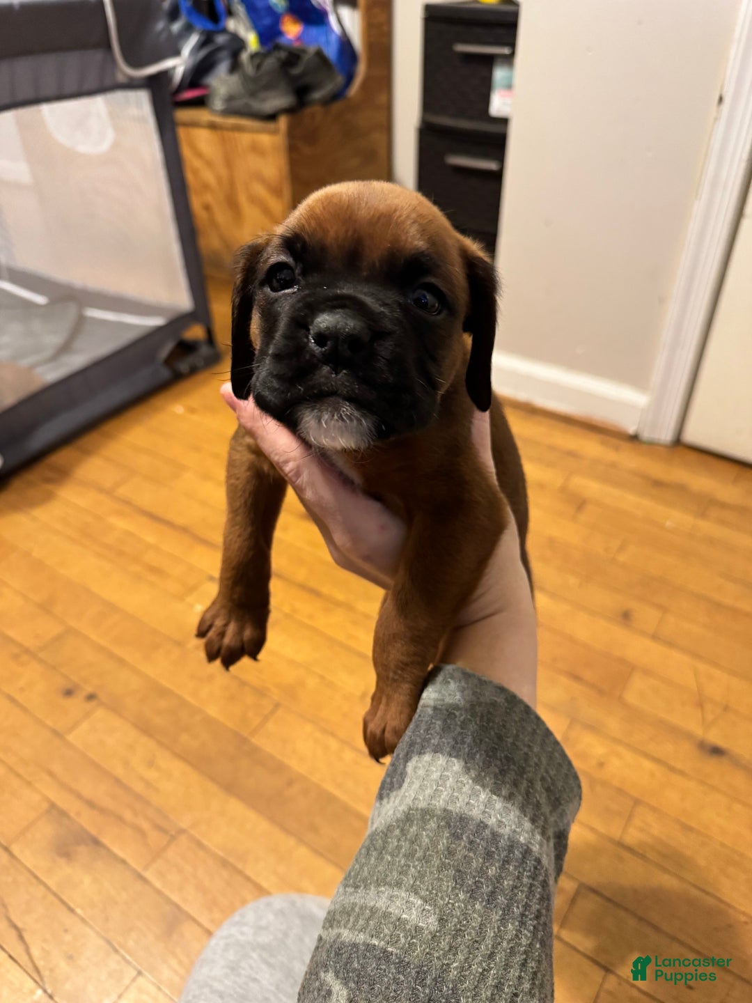 Boxer dogs for sale: Rockee - Ad 3
