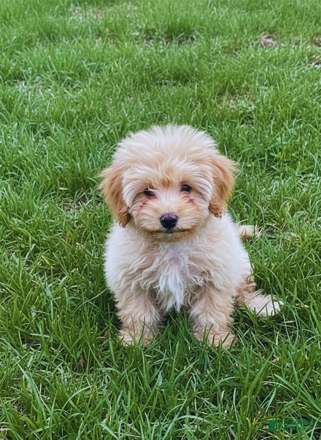 Toy Poodle dogs for sale: Vegeta - Ad 2