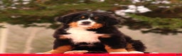 Bernese Mountain Dog dogs for sale: Barry - Ad 2