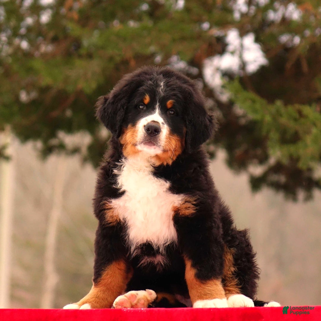 Bernese Mountain Dog dogs for sale: Barry - Ad 2