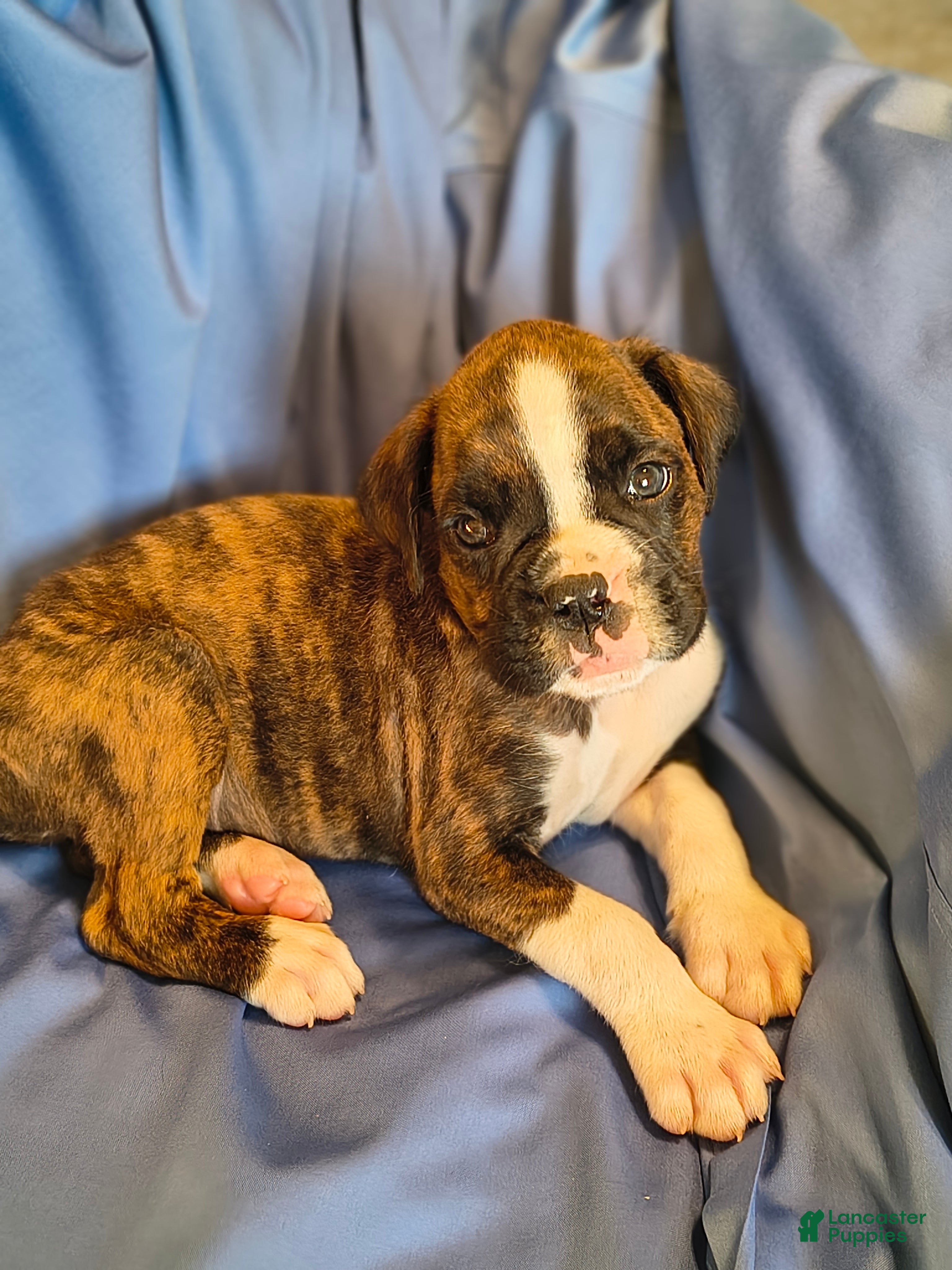 Boxer dogs Basil - Ad 1