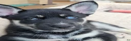 Gerberian Shepsky dogs for sale: Midnight - Ad 3