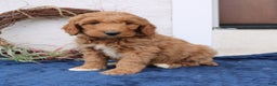Mini Goldendoodle dogs for sale: Lennon  - Ad 3