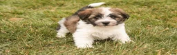 Havanese dogs for sale: Ranger - Ad 6