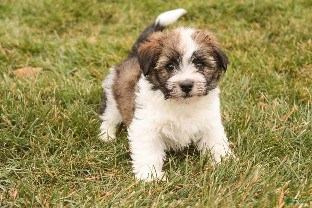 Havanese dogs for sale: Ranger - Ad 6