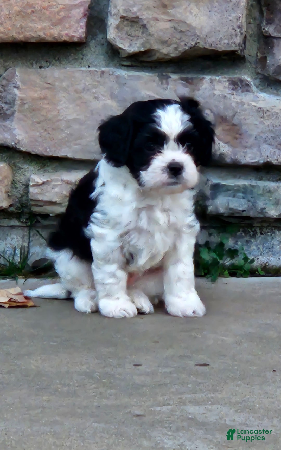 Mixed Breed dogs for sale: Oreo - Ad 4