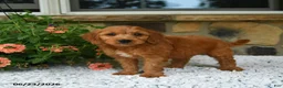 Mini Goldendoodle dogs for sale: Asher - Ad 1