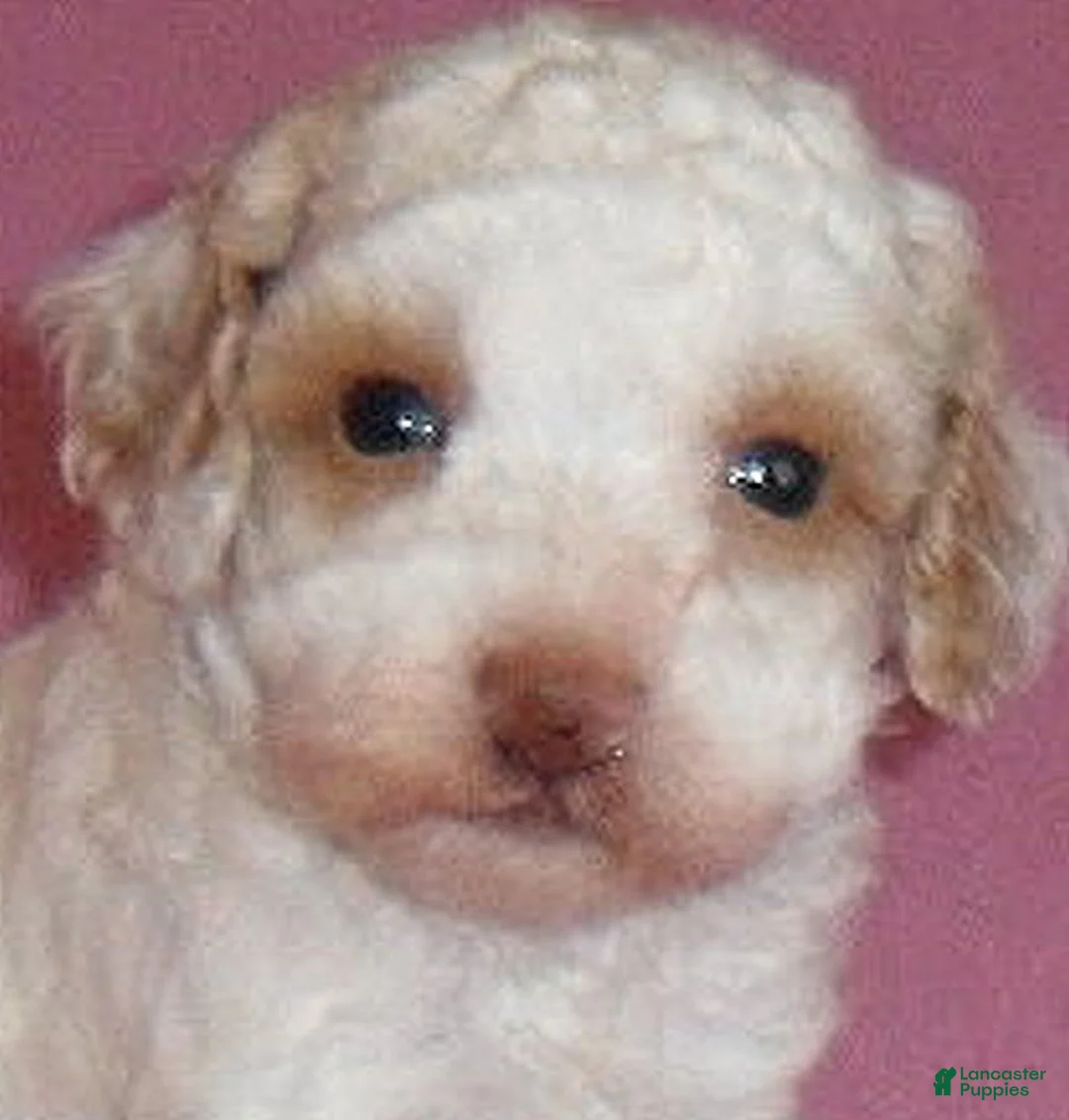 Miniature Poodle dogs for sale: Lola - Ad 2
