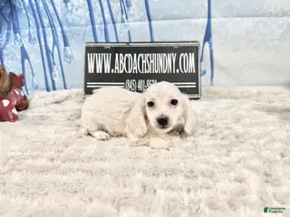 Miniature Dachshund dogs ee cream boy - Ad 8