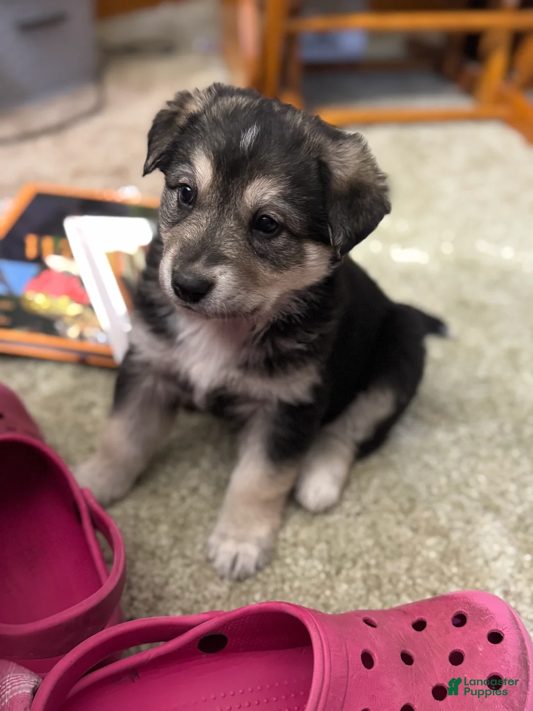 Mixed Breed dogs for sale: Dumpling - Ad 6