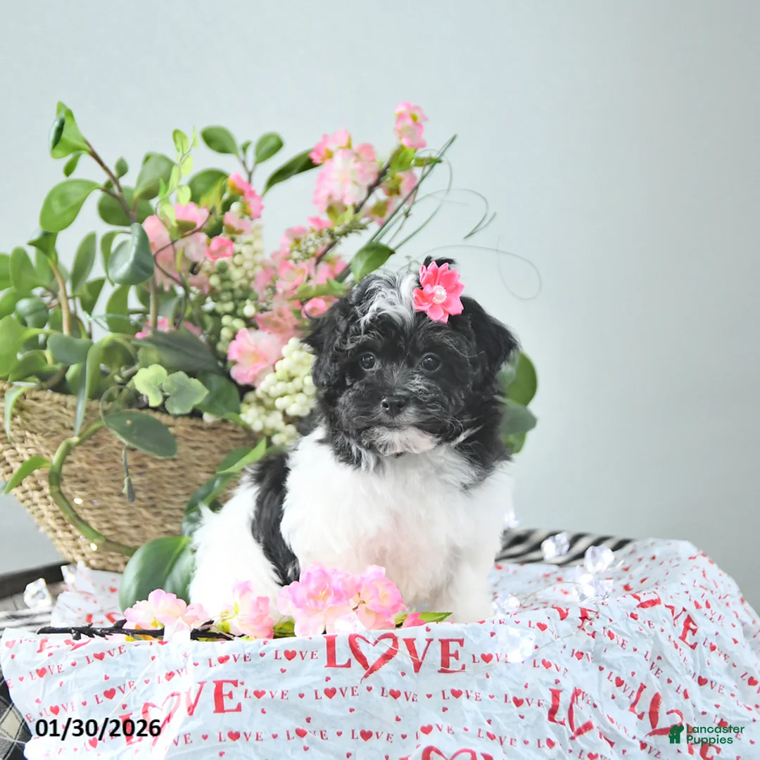 Havapoo dogs for sale: Elsa - Ad 4