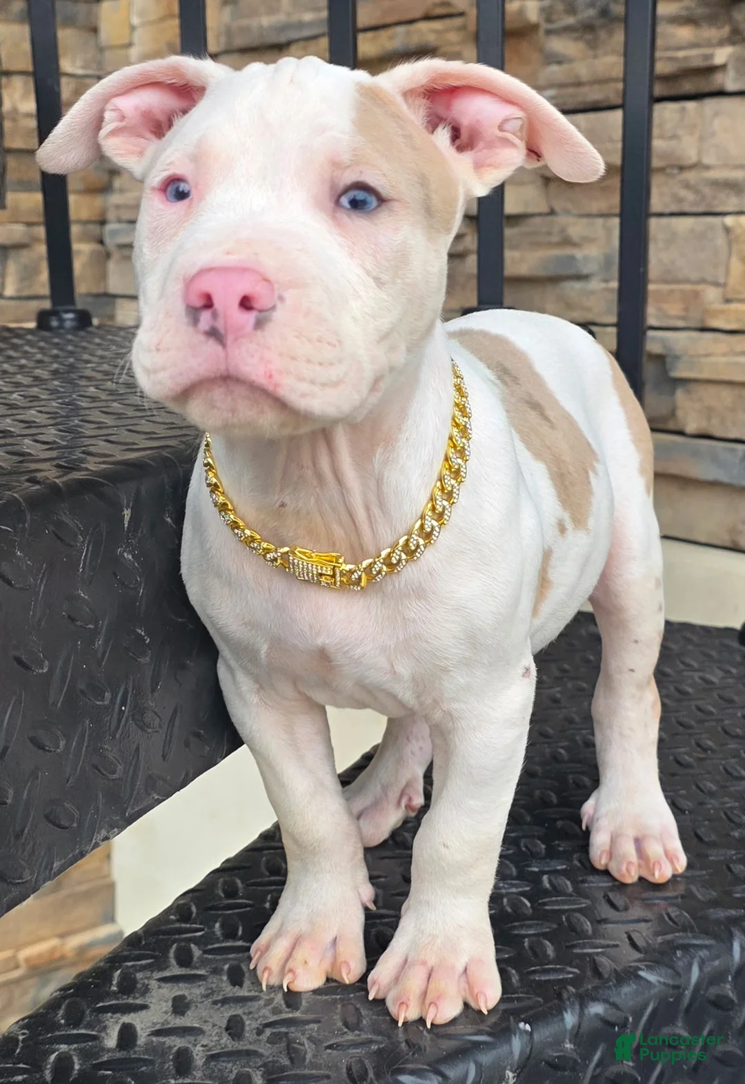 American Pit Bull Terrier dogs for sale: Phoenix  - Ad 2