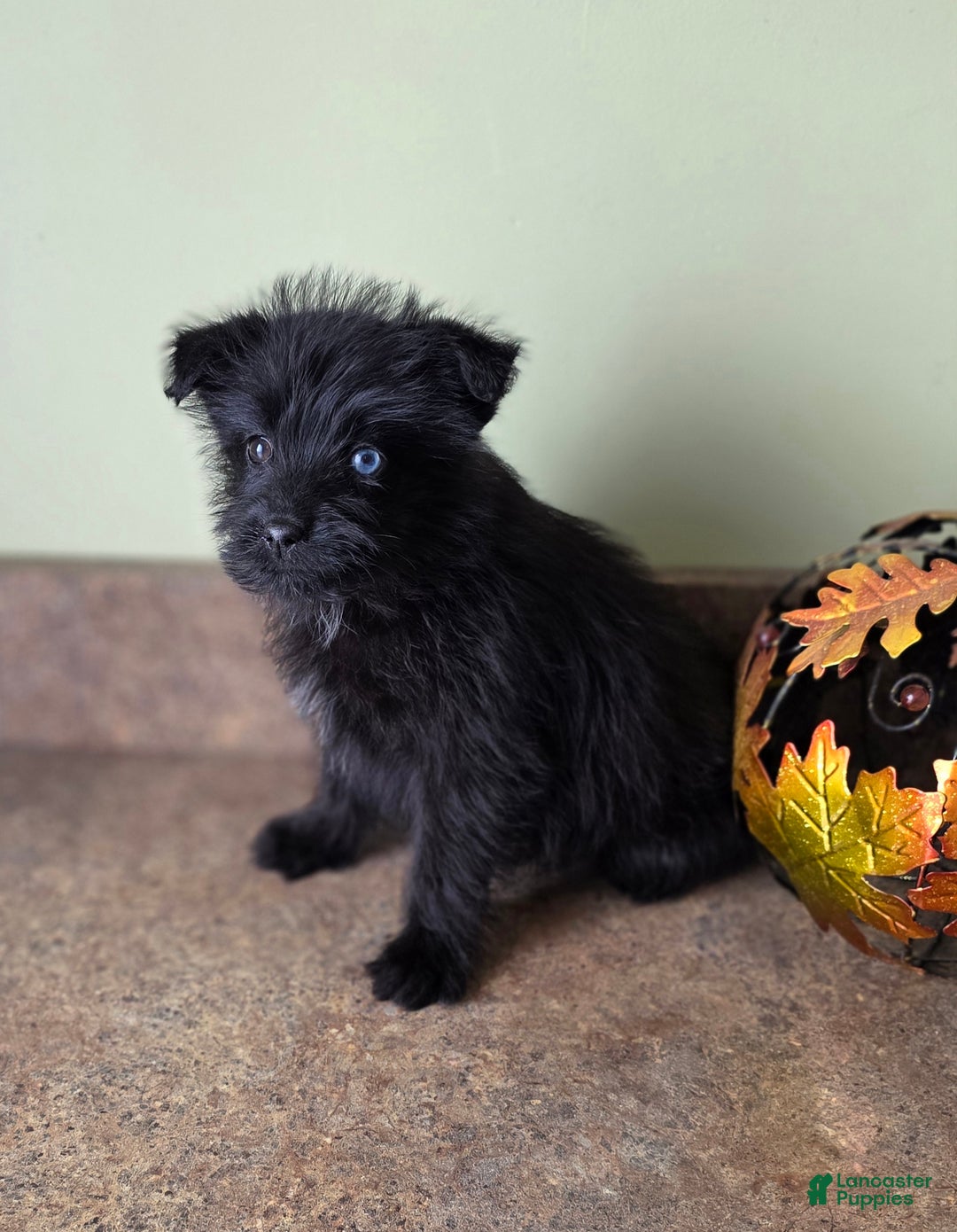 Mixed Breed dogs for sale: Mixed Breed Puppy 1 - Ad 1