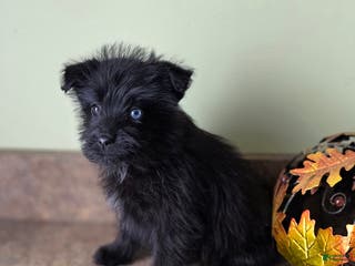 Mixed Breed dogs Mixed Breed Puppy 1 - Ad 33