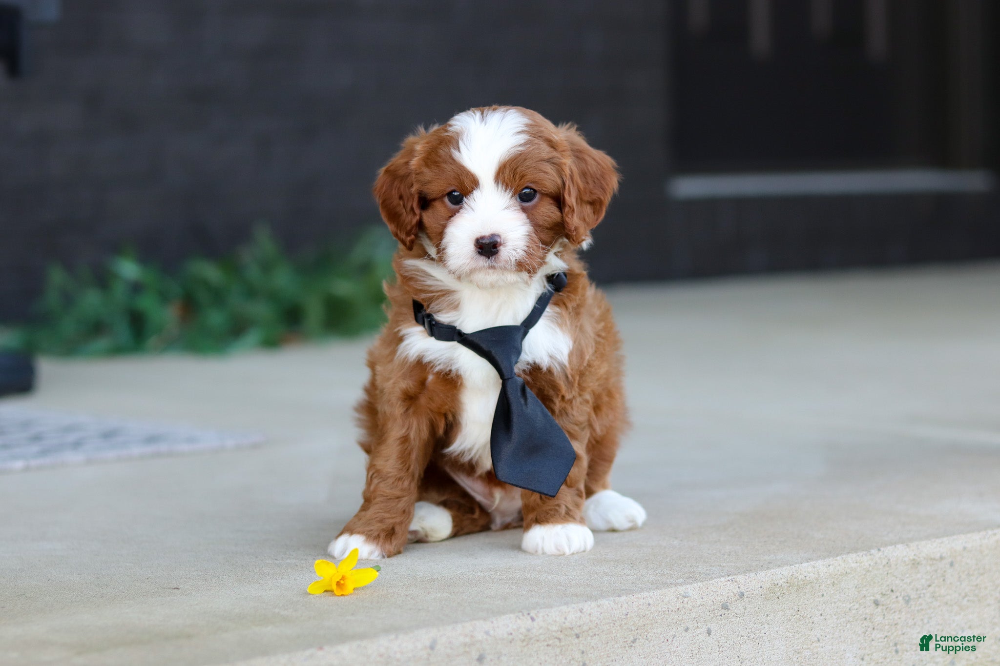 Cavapoo dogs Bruno - Ad 2