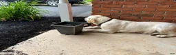 Labrador Retriever dogs for sale: Olivia - Ad 4