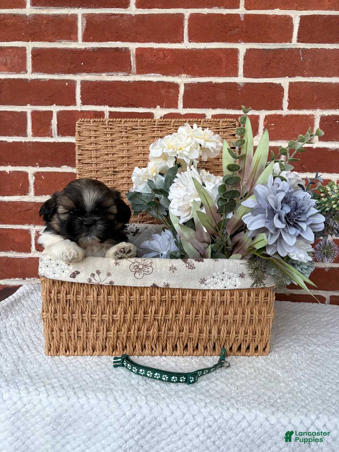 Shih Tzu dogs for sale: Carter - Ad 6