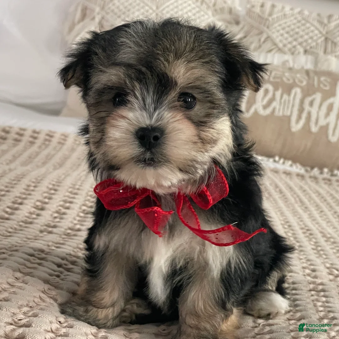 Morkie dogs for sale: Nola - Ad 6