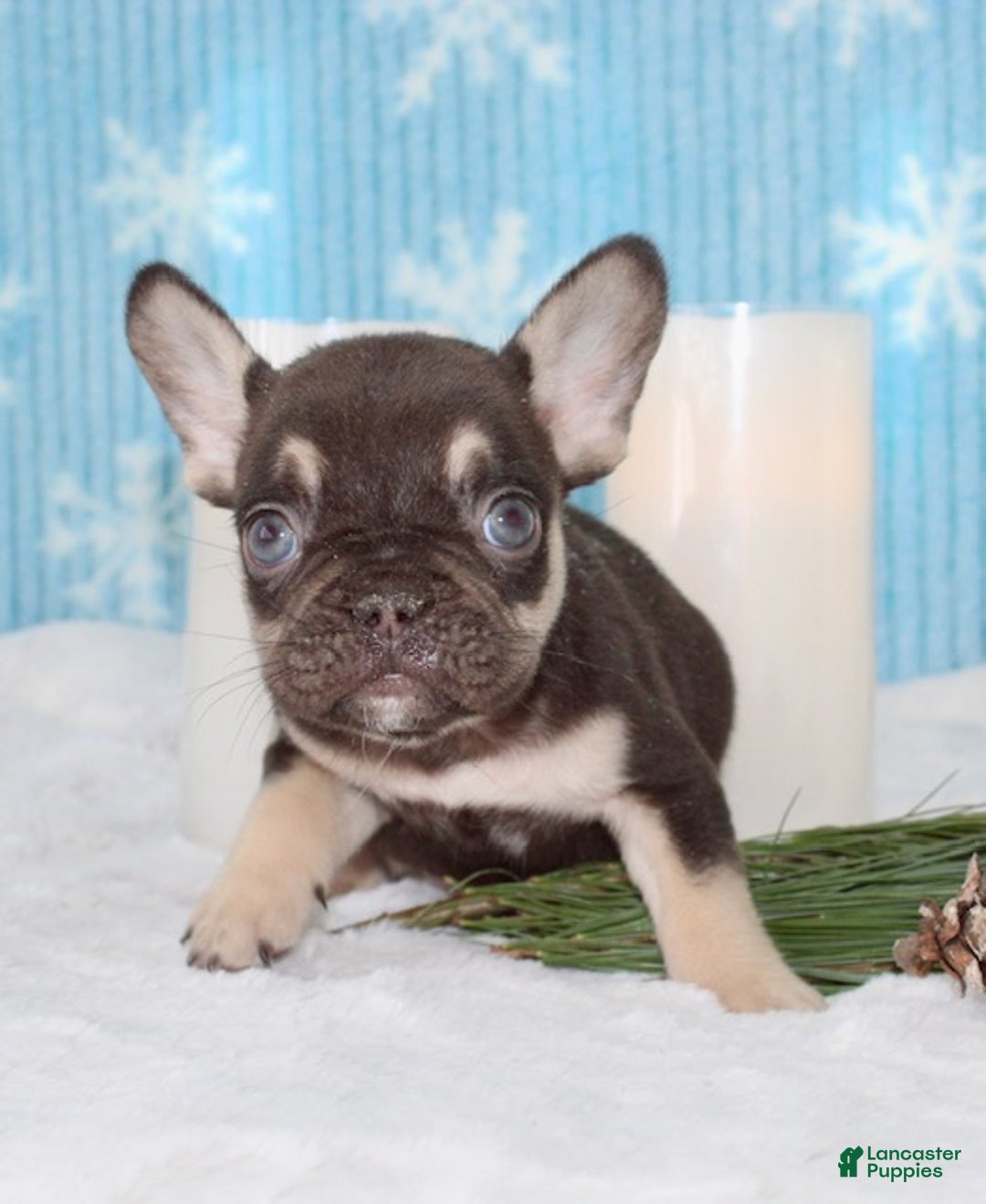 French Bulldog dogs for sale: Rolo - Ad 2