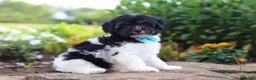Havapoo dogs for sale: Joey - Ad 7