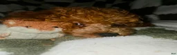 Toy Poodle dogs for sale: Harold - Potty and Crate Trained🐾 - Ad 4
