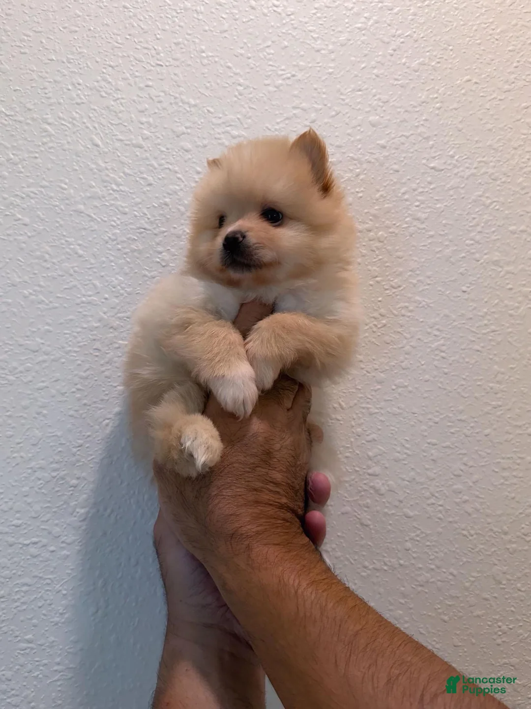 Pomeranian dogs for sale: Pomeranian Puppy 2 - Ad 2