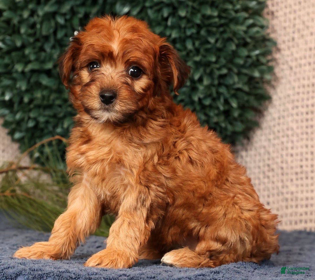 Yorkiepoo dogs for sale: Melanie - Ad 8