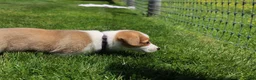 Welsh Corgi Pembroke dogs for sale: Willow  - Ad 11