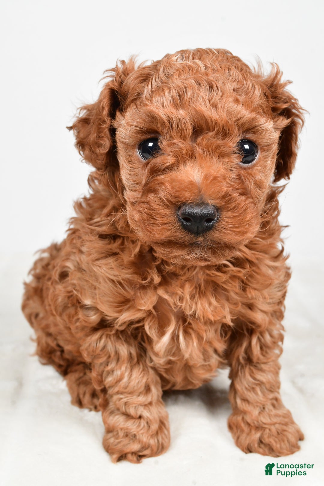 Miniature Poodle dogs for sale: Brady - Ad 1